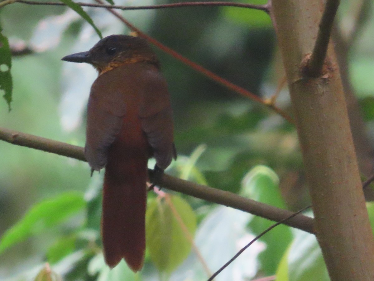 Streak-breasted Treehunter - ML622850277