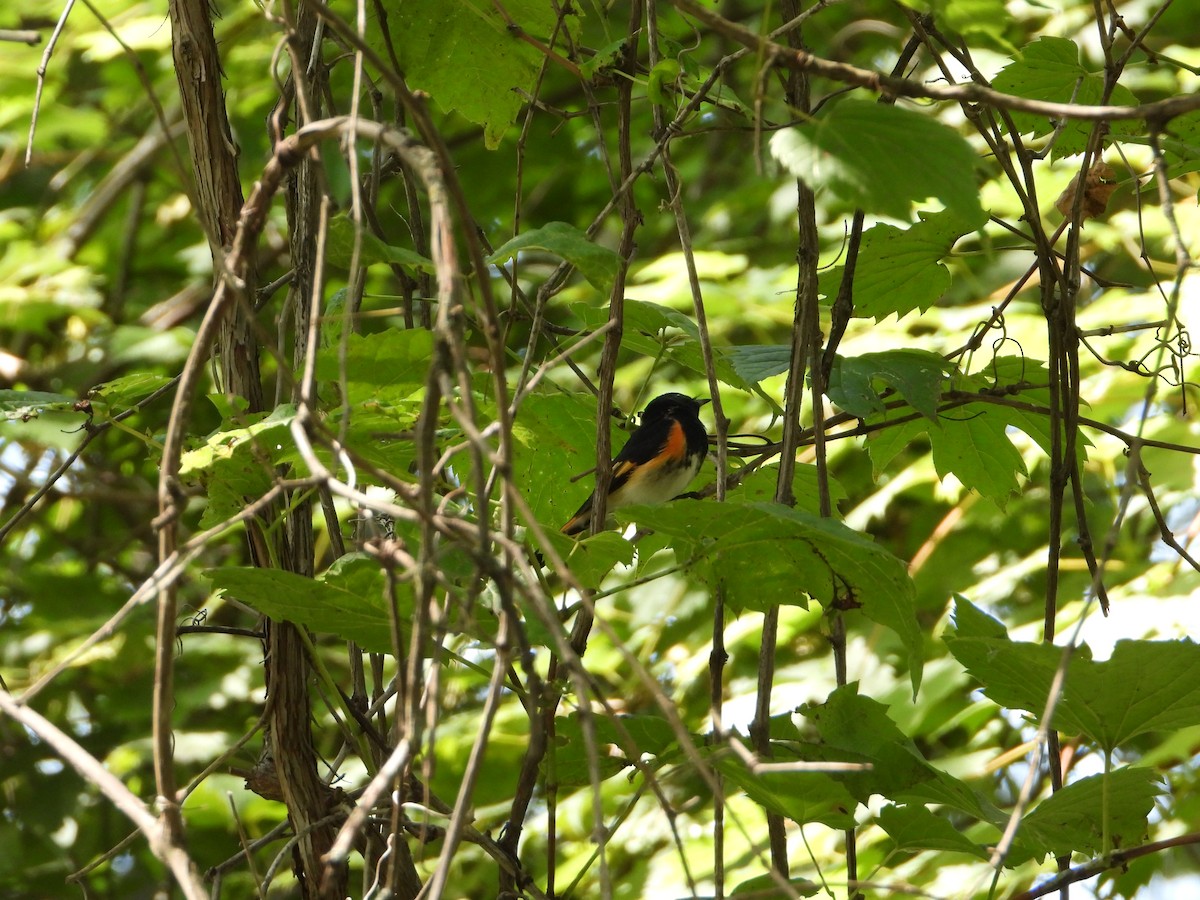 American Redstart - ML622850292