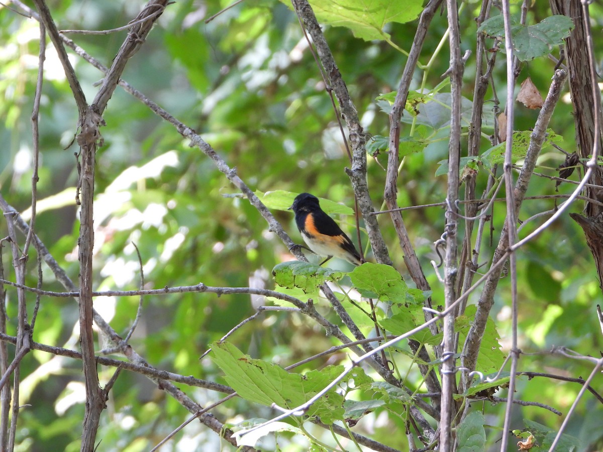 American Redstart - ML622850293