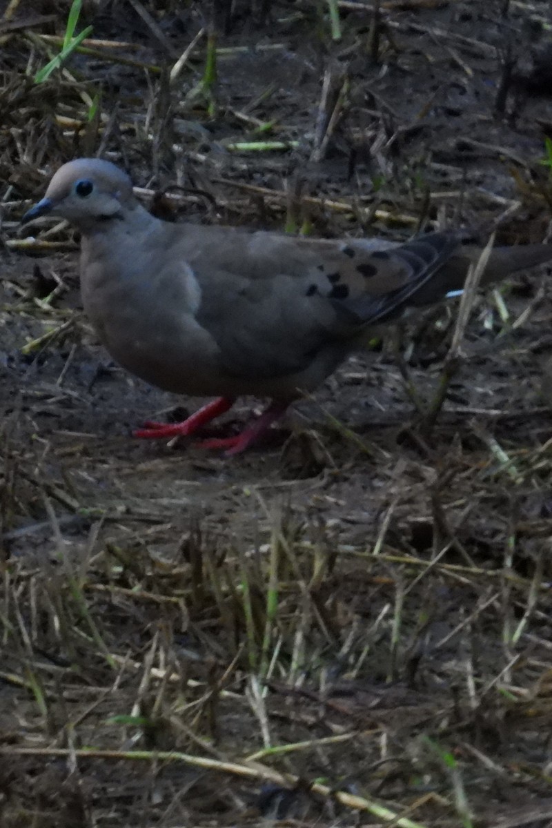 Mourning Dove - Larry Gaugler