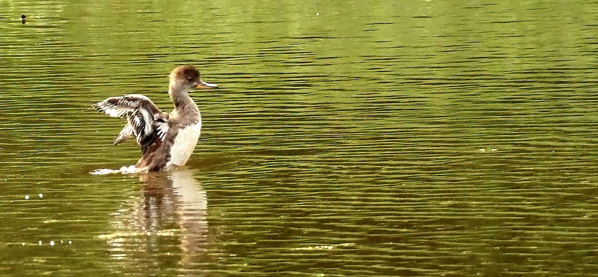 Hooded Merganser - Maria de Bruyn