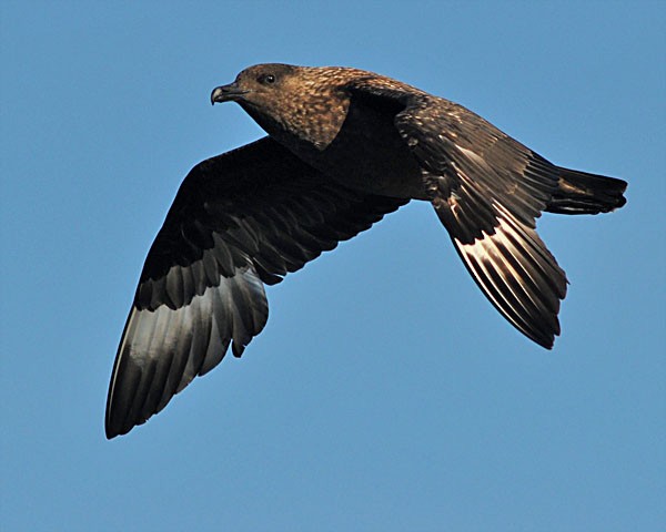 Great Skua - ML622850426