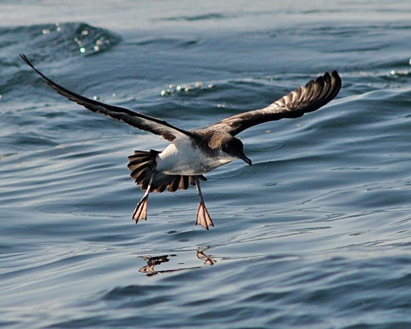 Manx Shearwater - ML622850456