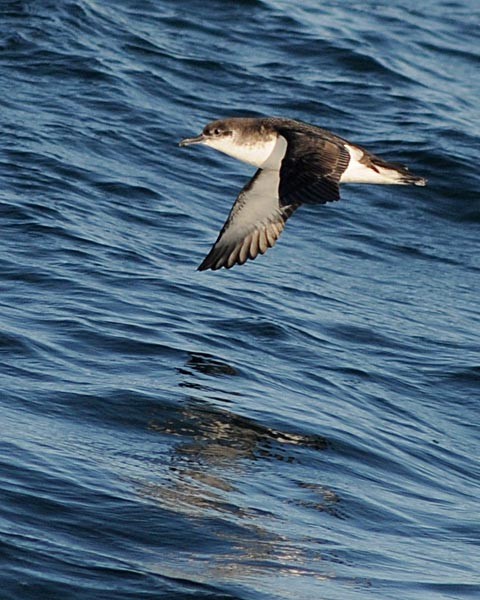 Manx Shearwater - ML622850457