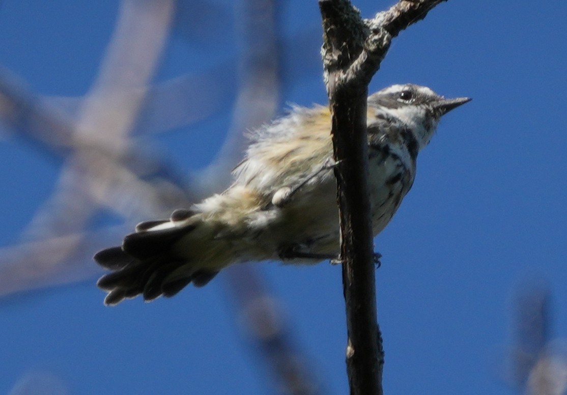 Yellow-rumped Warbler - ML622850514