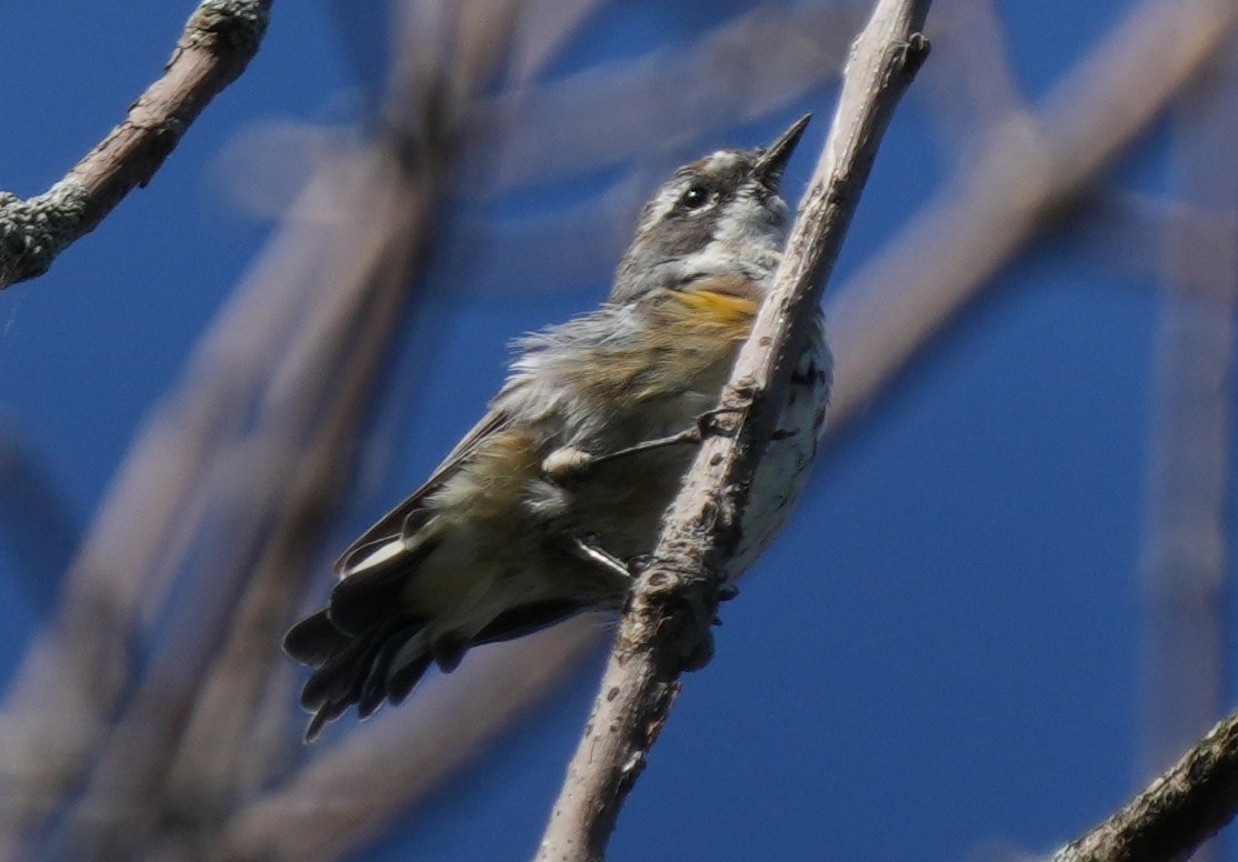 Yellow-rumped Warbler - ML622850518