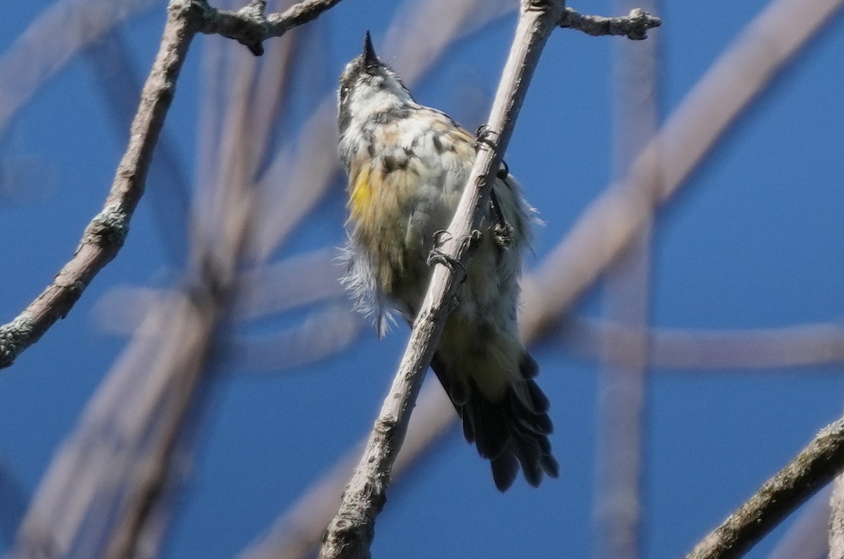 Yellow-rumped Warbler - ML622850522