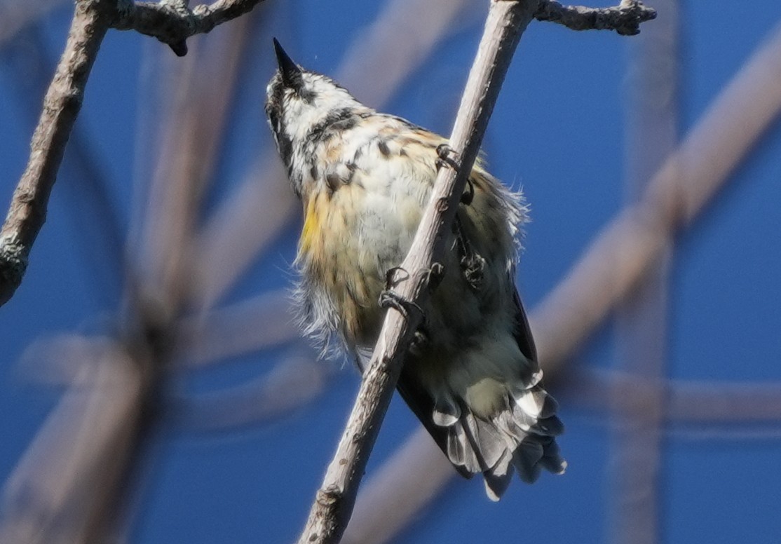 Yellow-rumped Warbler - ML622850527