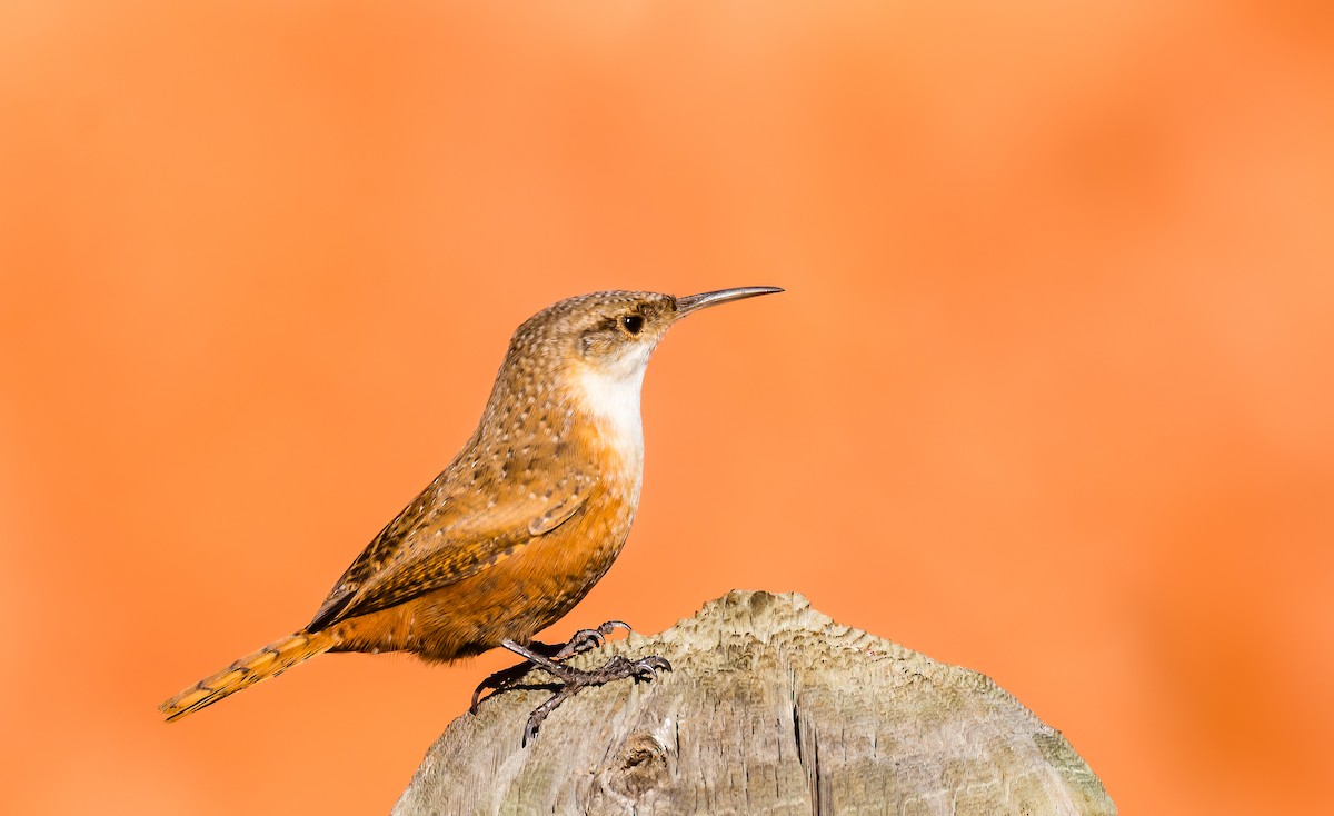 Canyon Wren - ML622850530