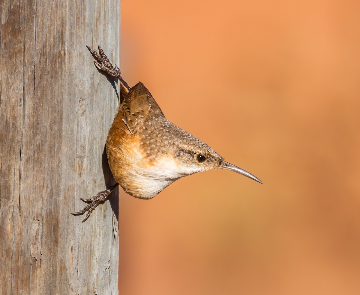 Canyon Wren - ML622850532