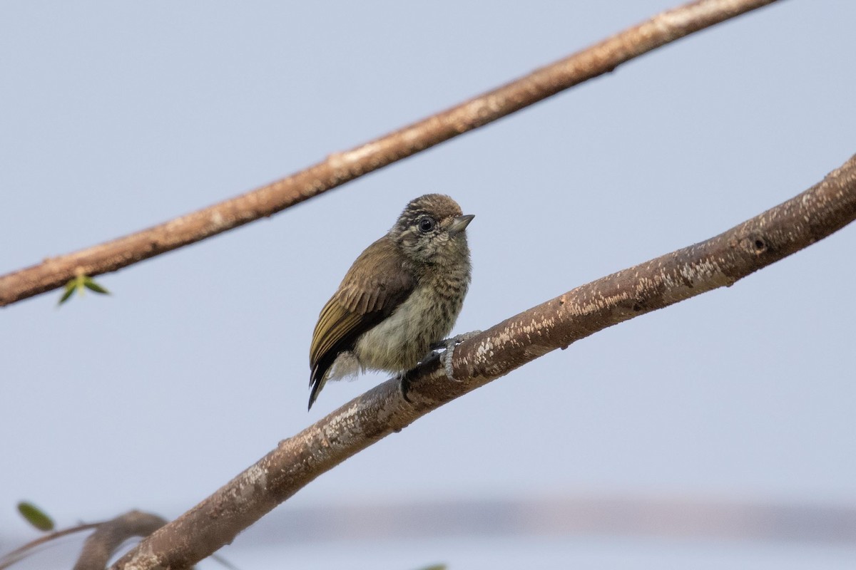 Bar-breasted Piculet - ML622850550