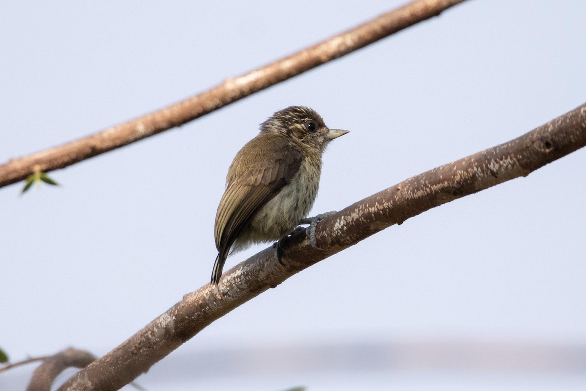 Bar-breasted Piculet - ML622850551