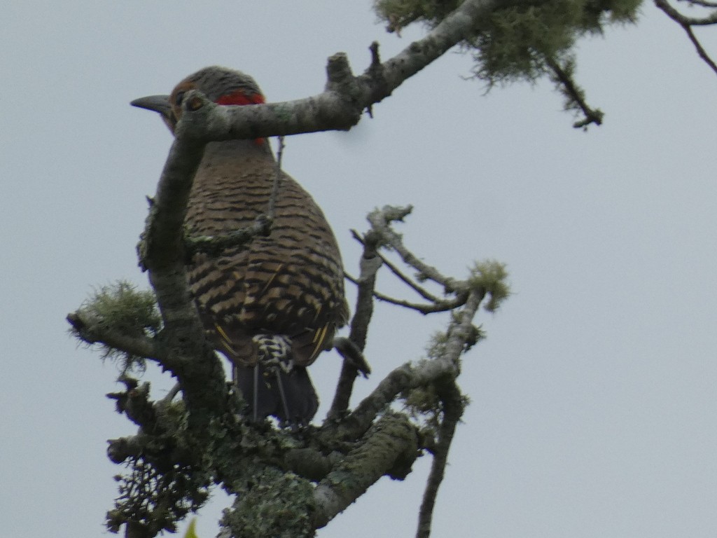 Goldspecht (auratus/luteus) - ML622850579