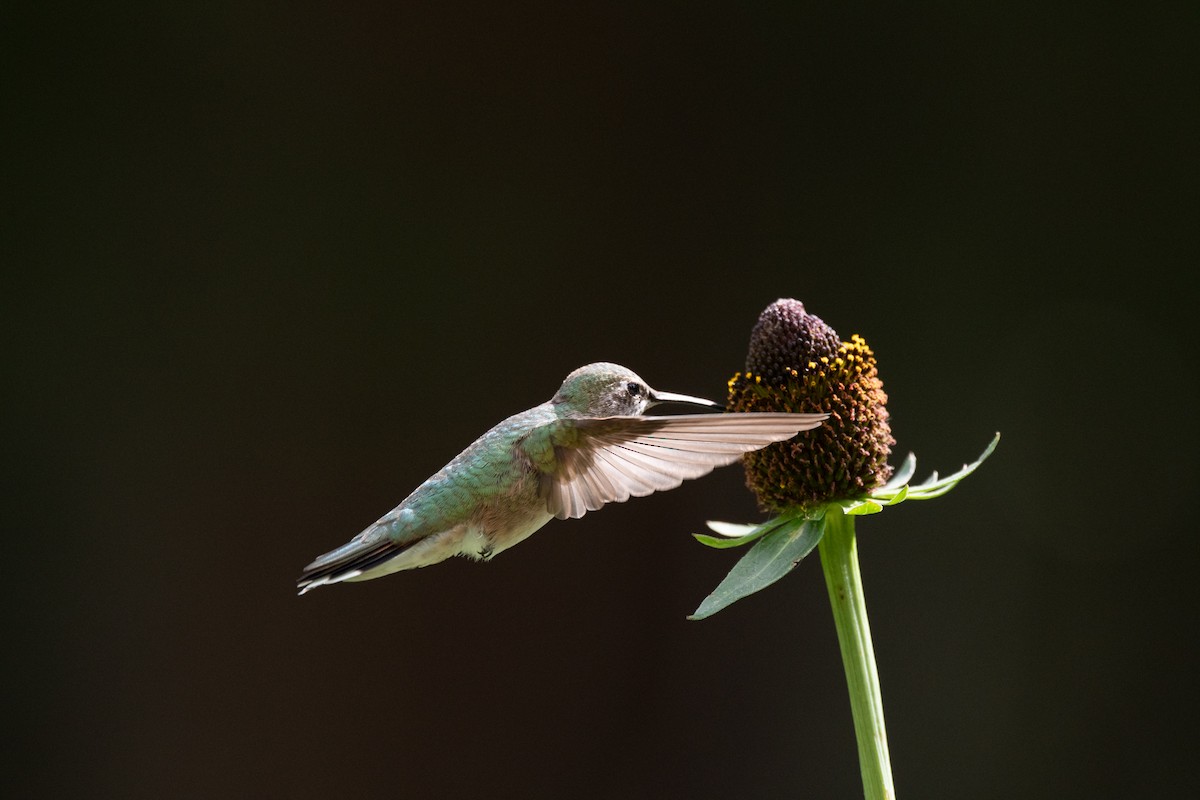 Broad-tailed Hummingbird - Esther Sumner