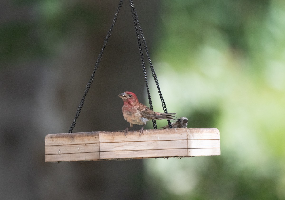 Cassin's Finch - Esther Sumner