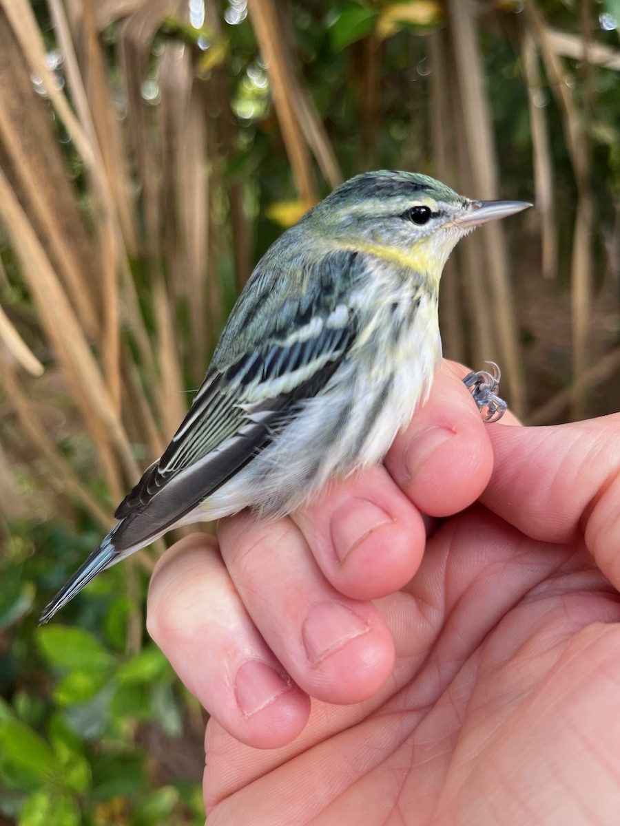 Cerulean Warbler - ML622850597
