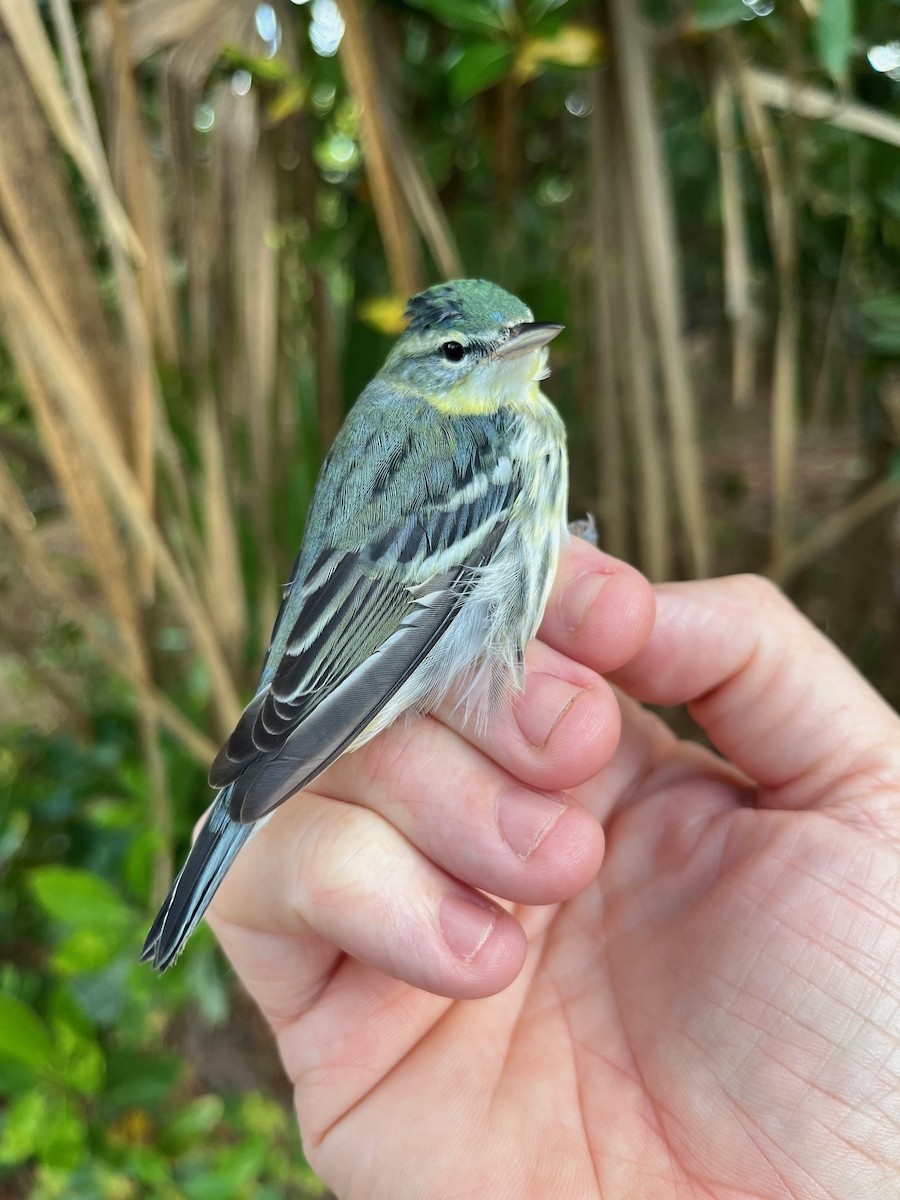 Cerulean Warbler - ML622850598