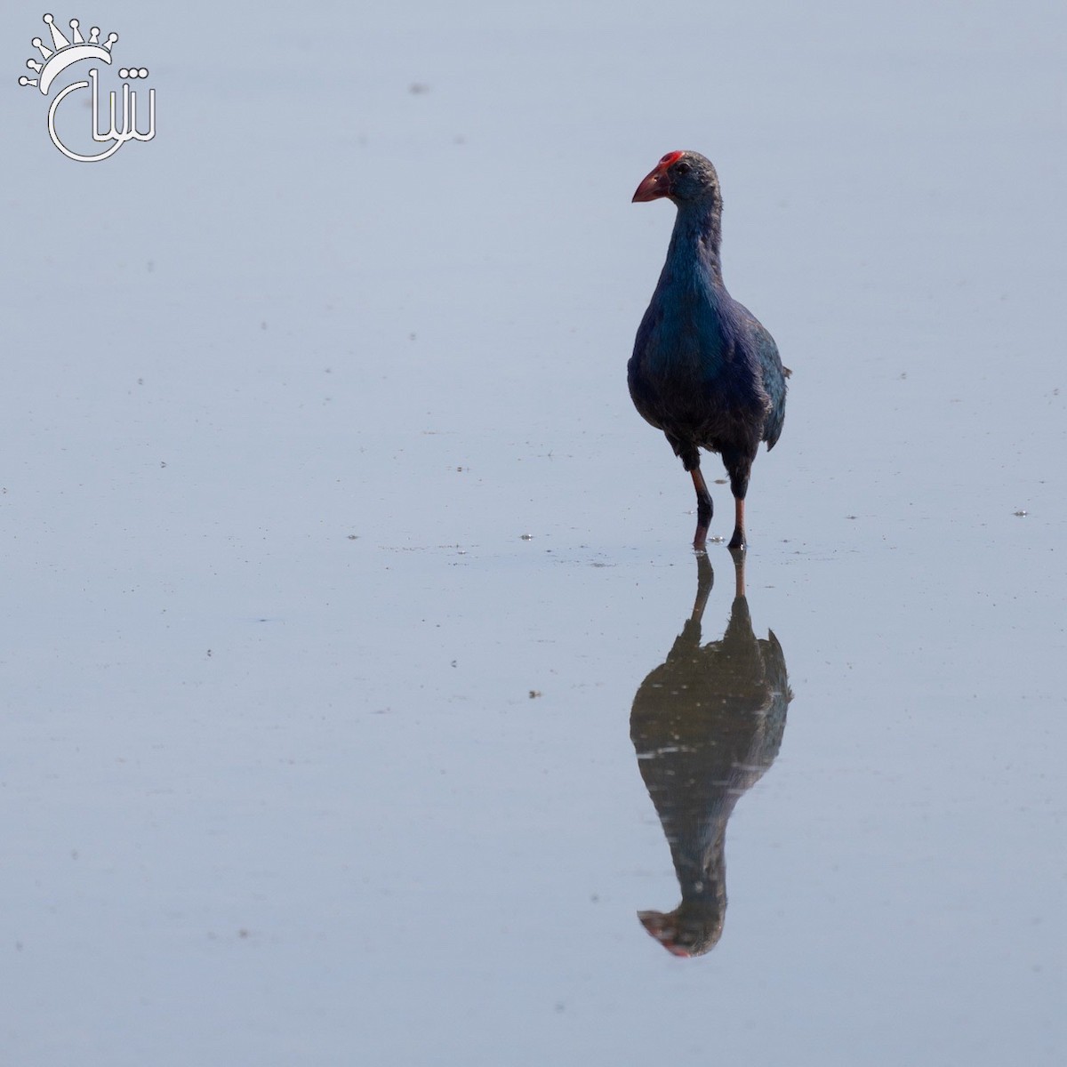 Gray-headed Swamphen - ML622850637