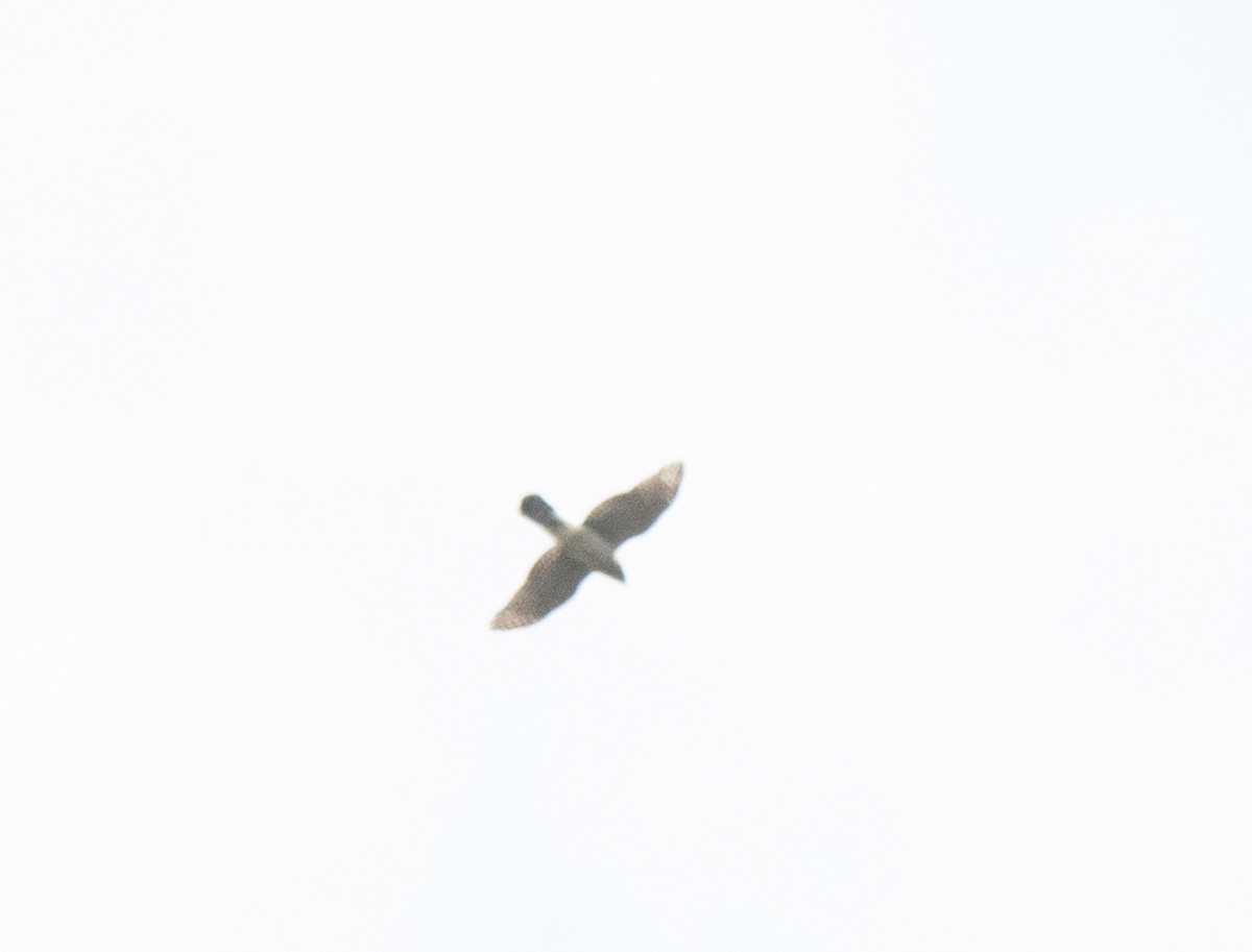 Cooper's Hawk/American Goshawk - ML622850644