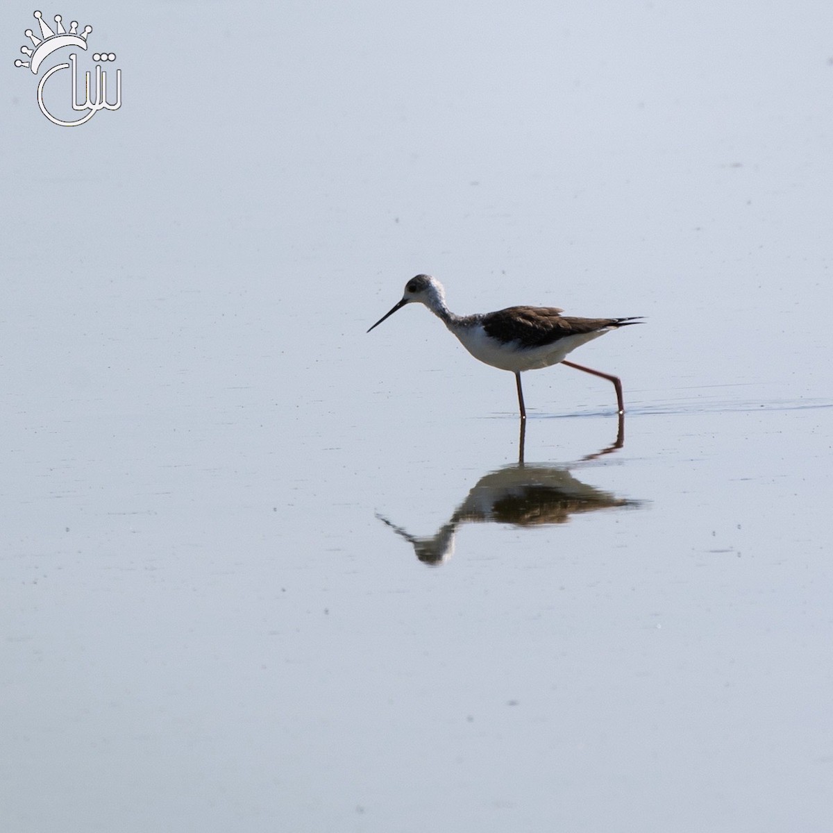 Black-winged Stilt - ML622850646