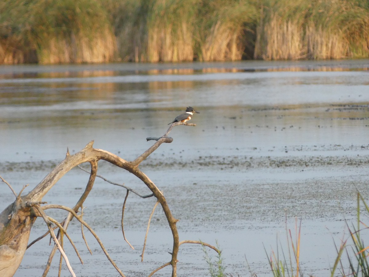 Belted Kingfisher - ML622850654