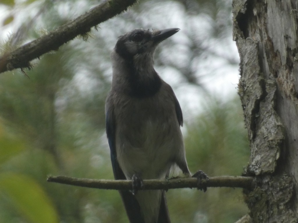 Blue Jay - ML622850698