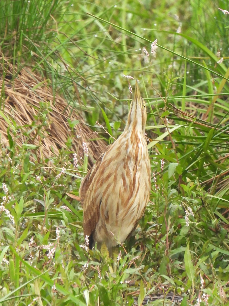 American Bittern - Chris Chappell