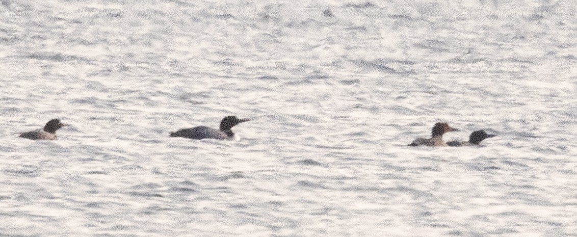 Common Loon - ML622850714