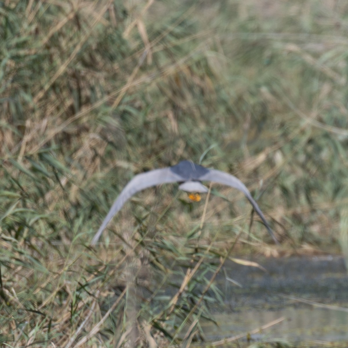 Black-crowned Night Heron - ML622850722