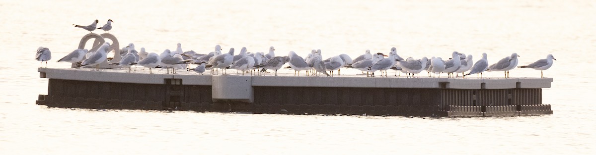 Ring-billed Gull - ML622850731