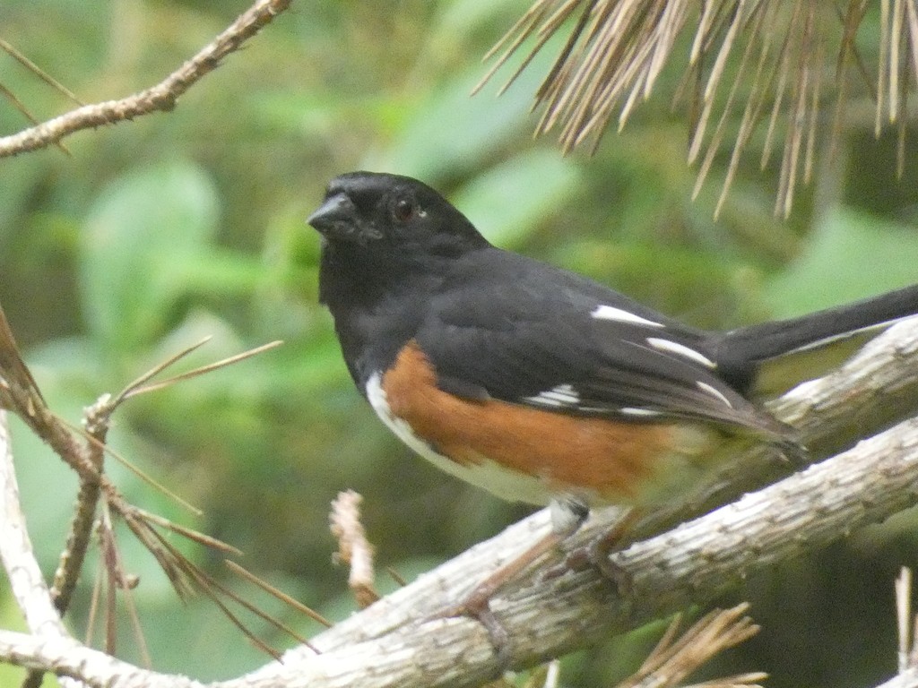 Eastern Towhee - ML622850758