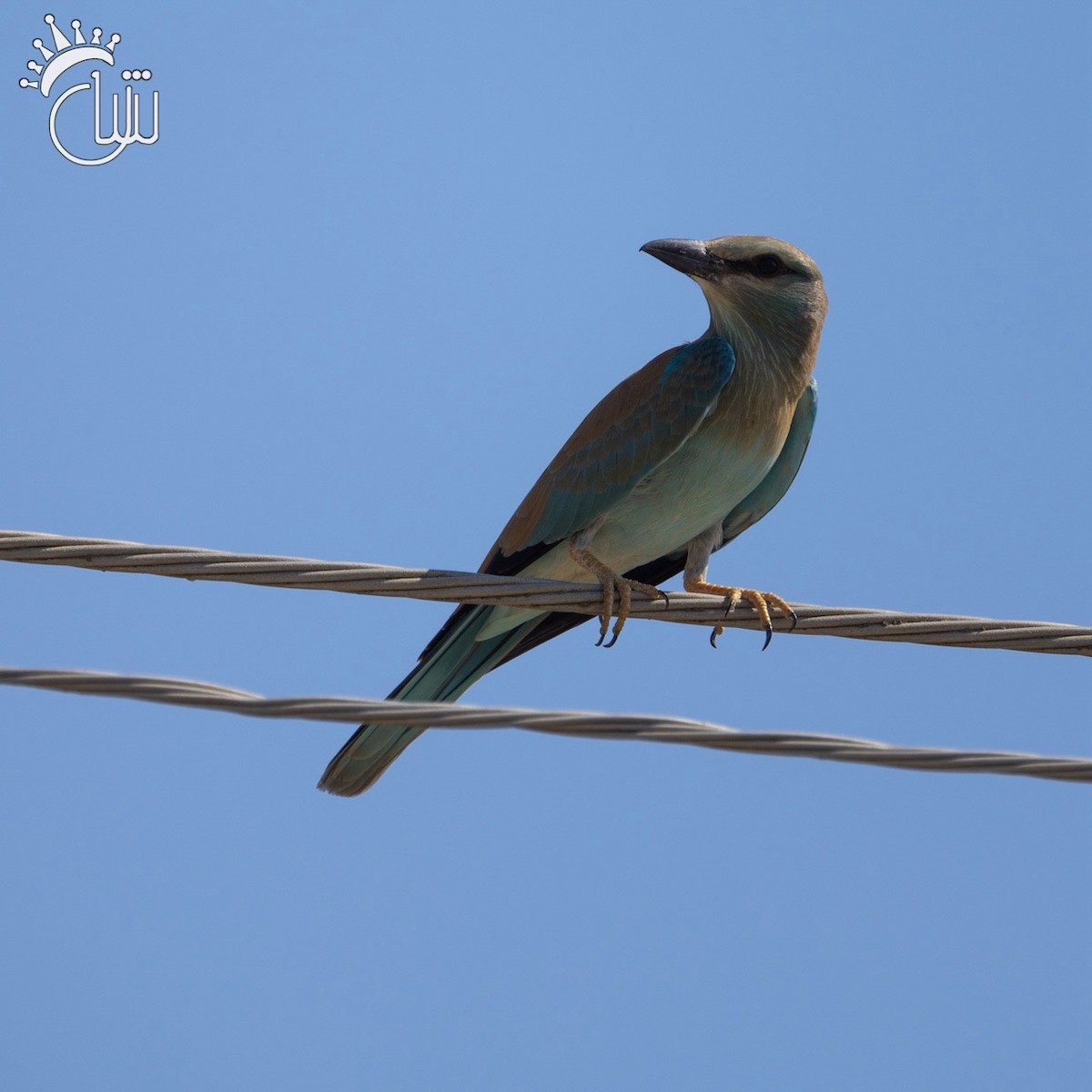 European Roller - ML622850793