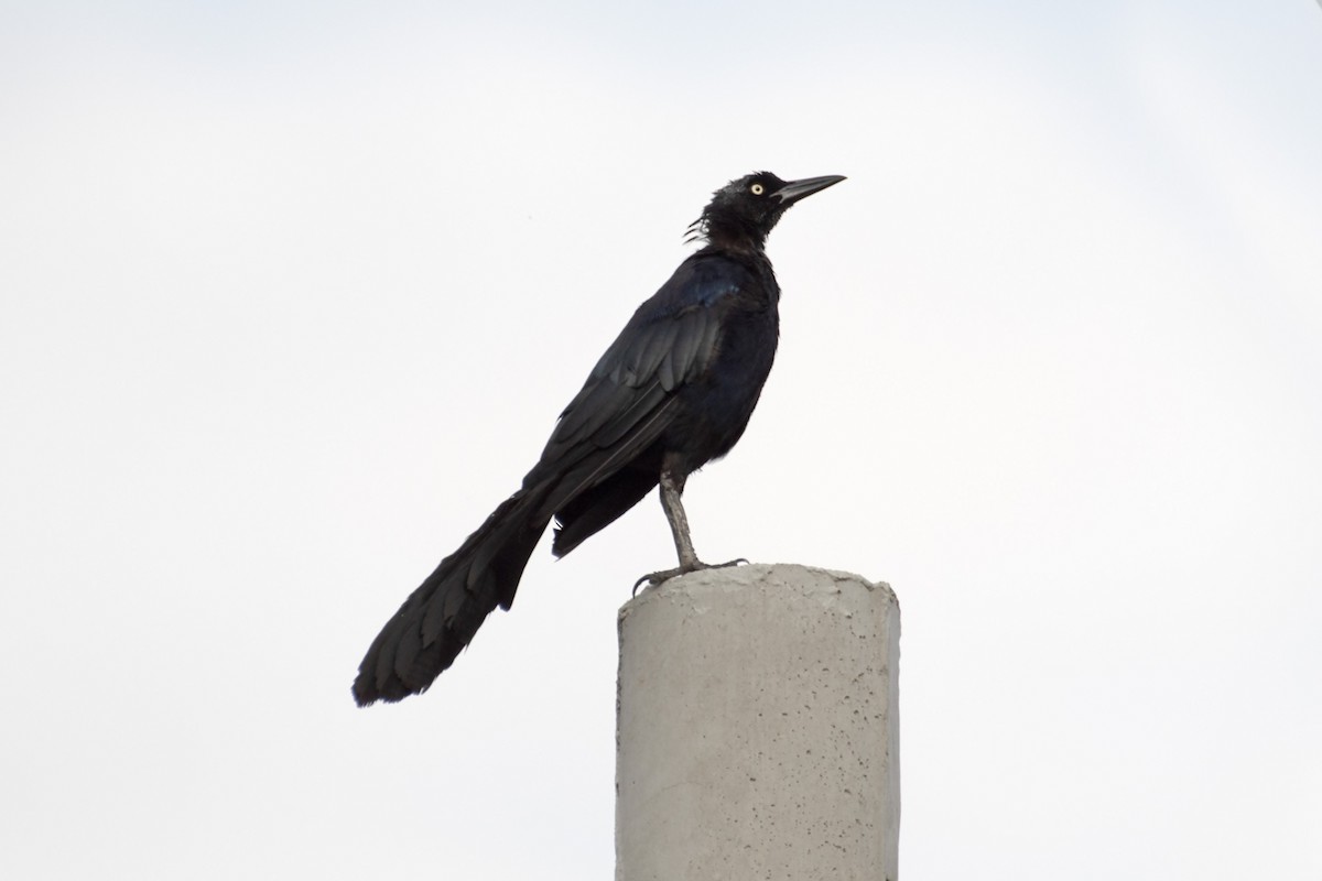 Great-tailed Grackle - James Hatfield