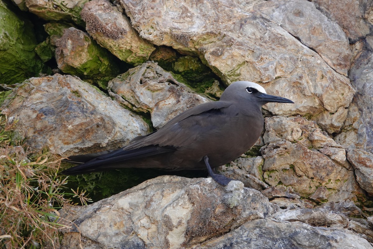 Brown Noddy - Vincent Rufray