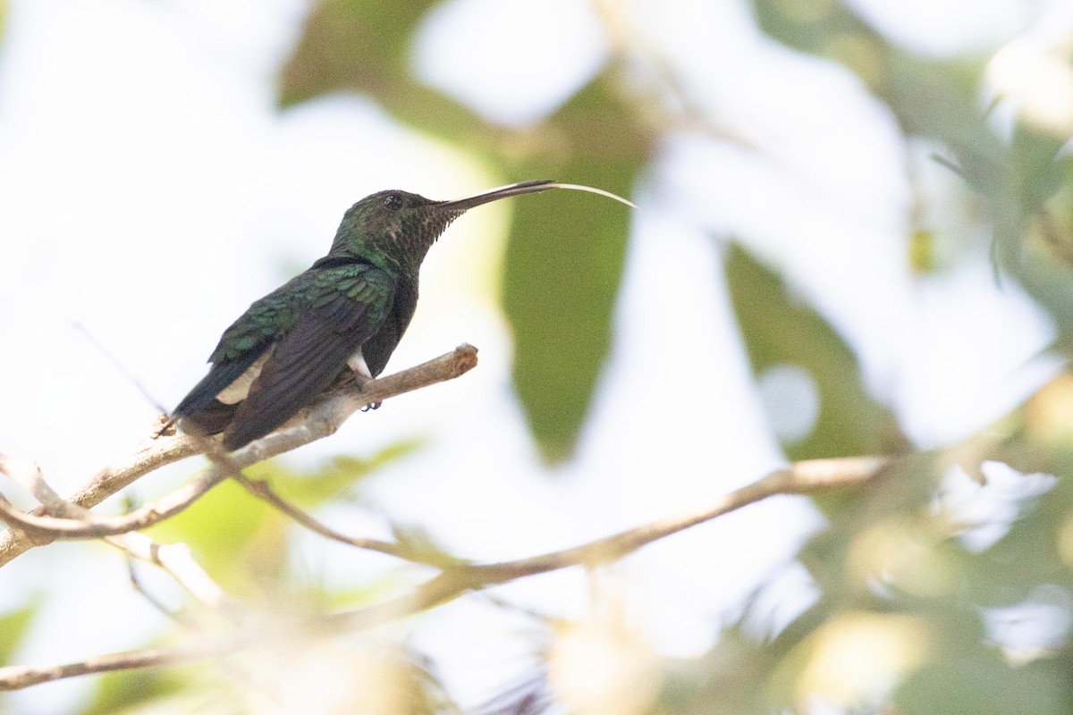 Fork-tailed Woodnymph - Andres Leon-Reyes