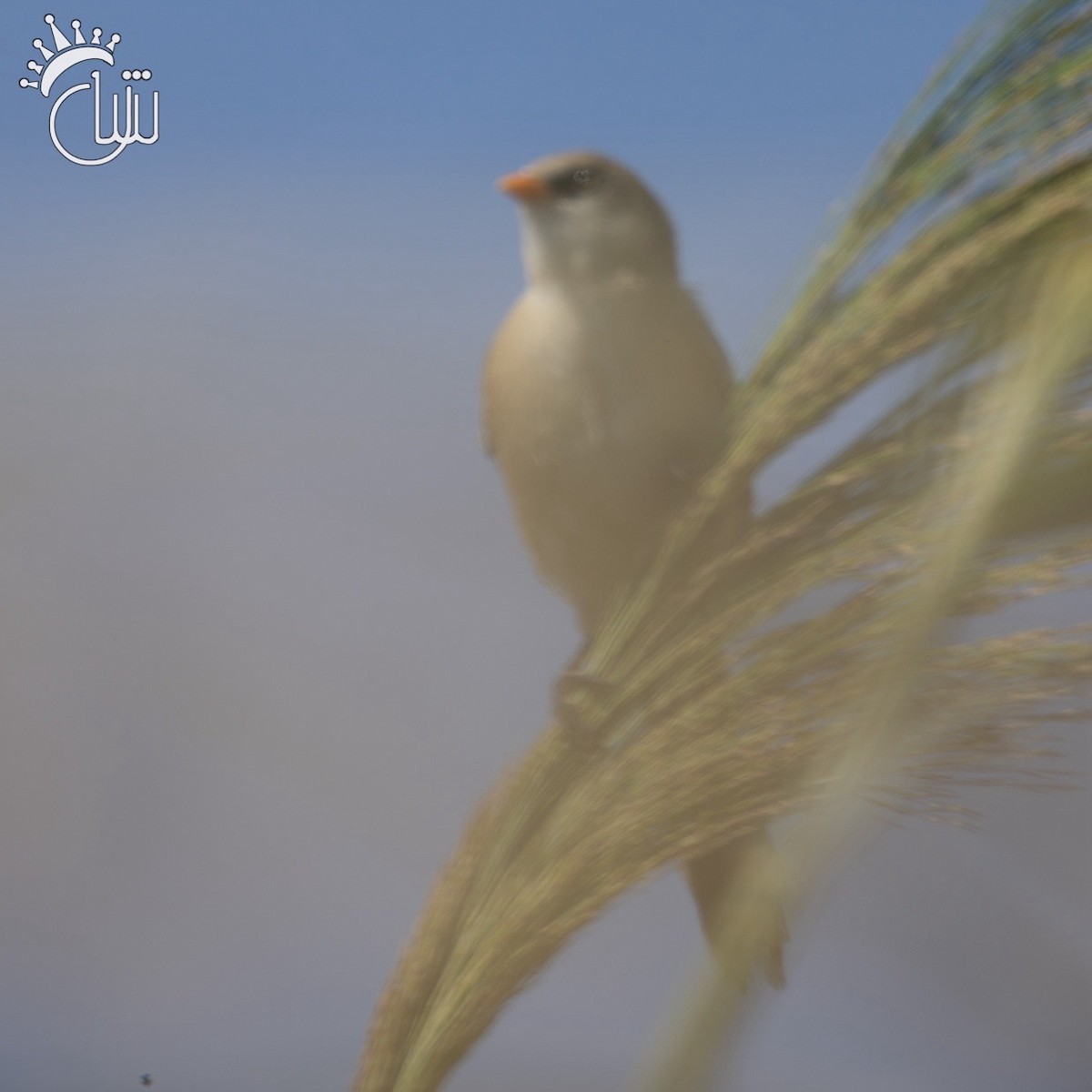 Bearded Reedling - Mohamed Shah