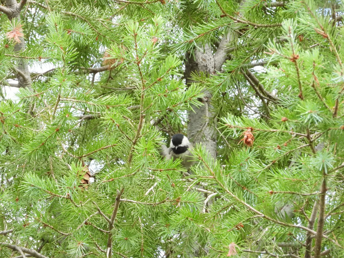 Mexican Chickadee - ML622850899