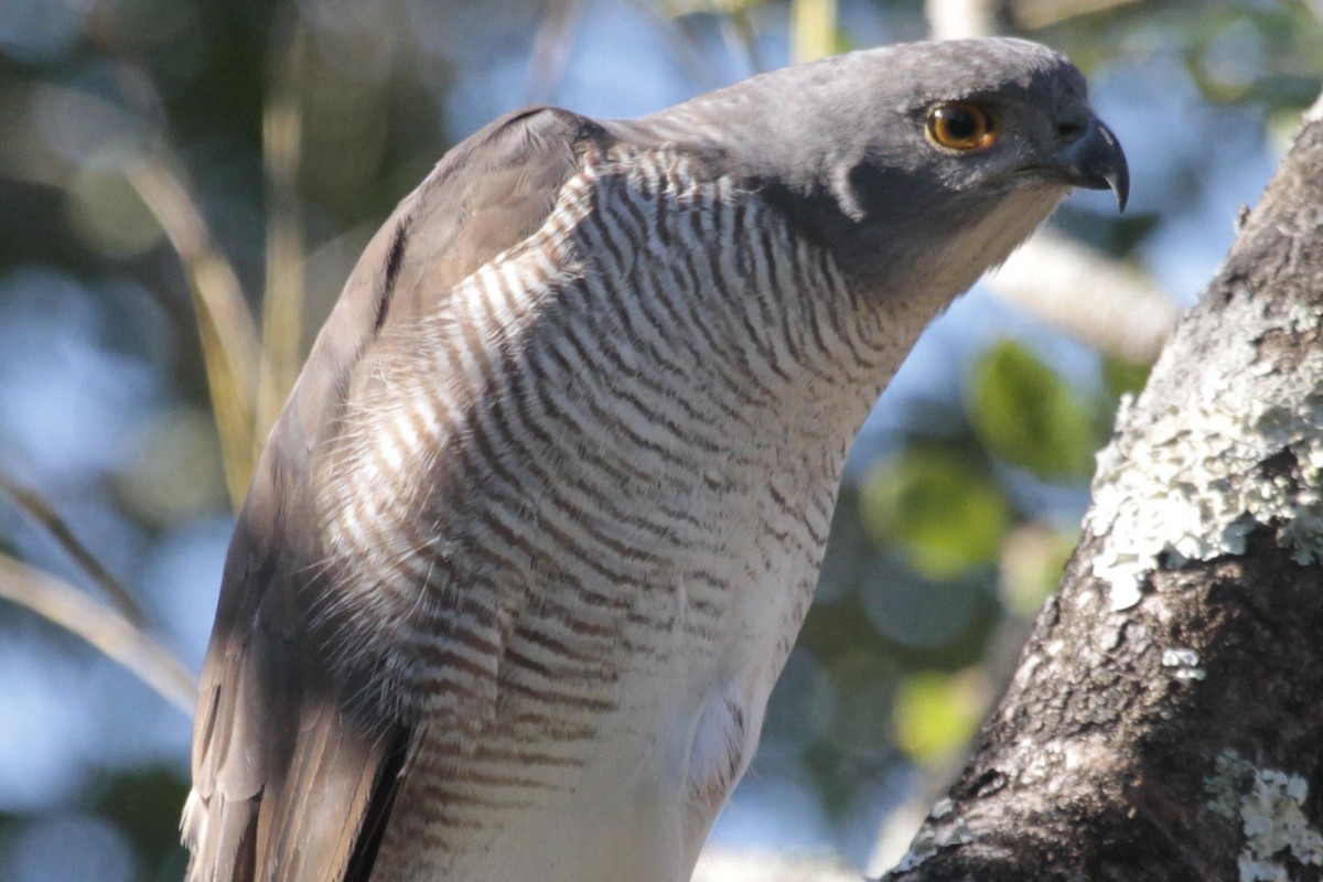 African Goshawk (Southern) - ML622850938