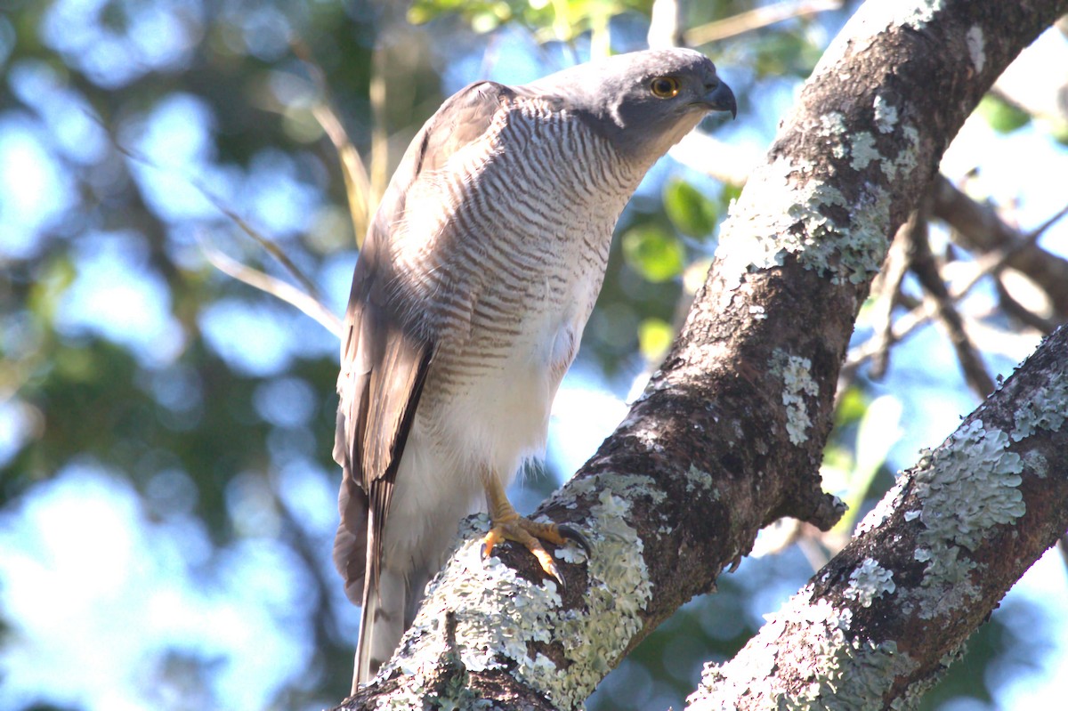 African Goshawk (Southern) - ML622850939