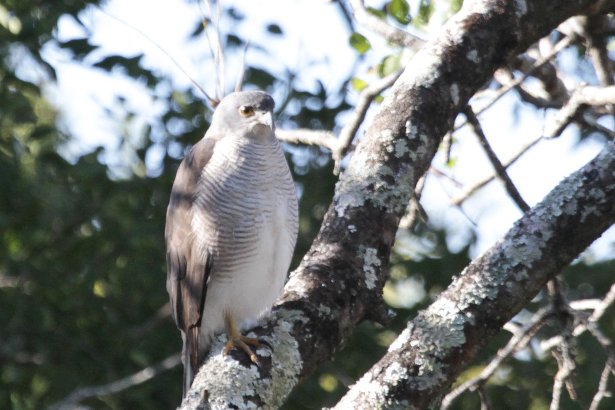 African Goshawk (Southern) - ML622850941