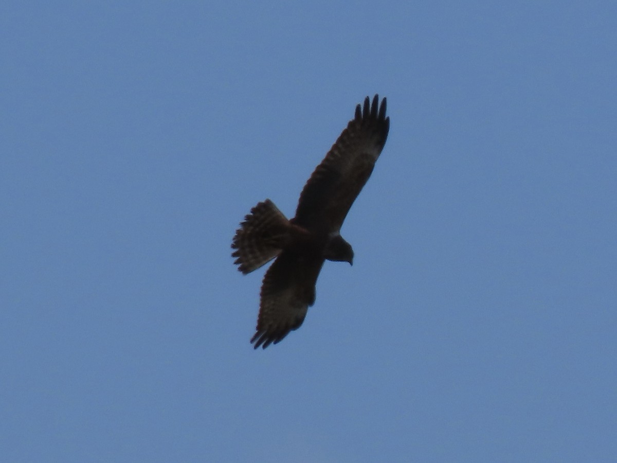 African Marsh Harrier - ML622850966