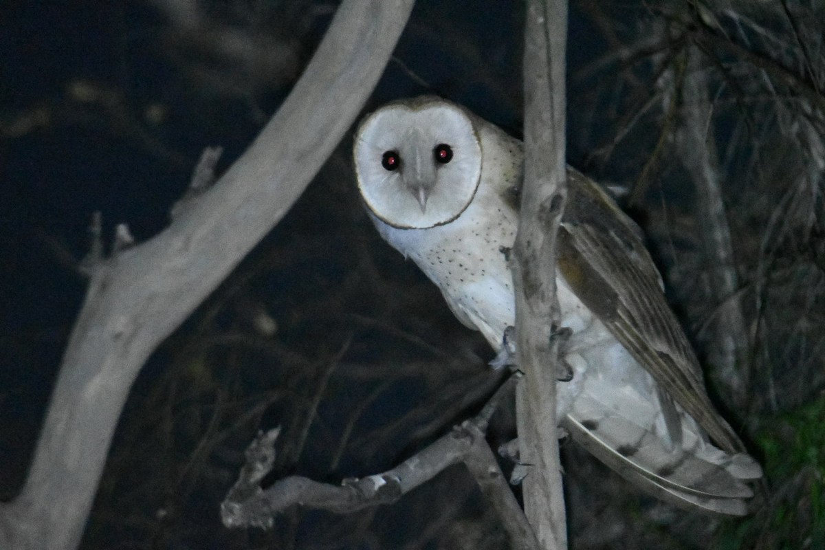 Barn Owl (American) - Ezekiel Dobson