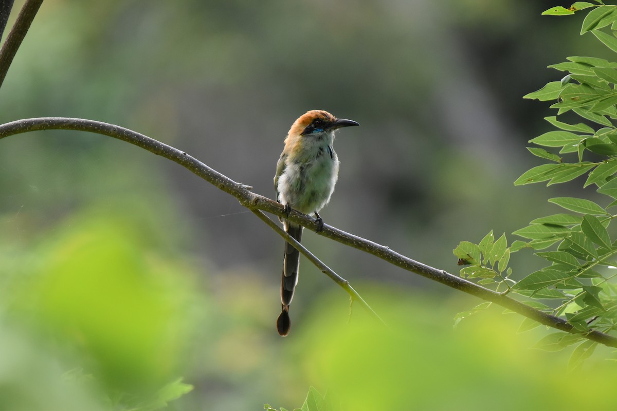 Russet-crowned Motmot - ML622851114