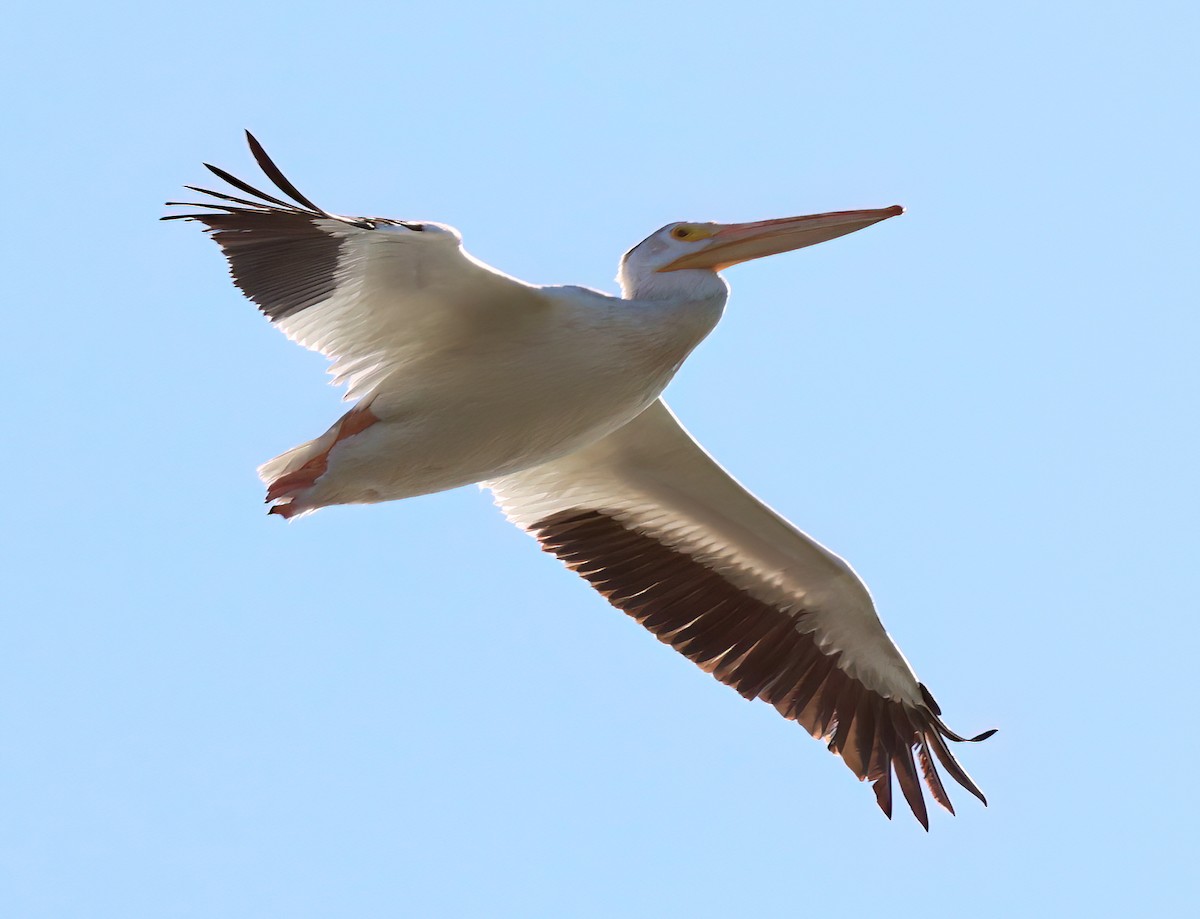 American White Pelican - ML622851120