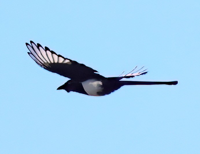 Black-billed Magpie - ML622851142