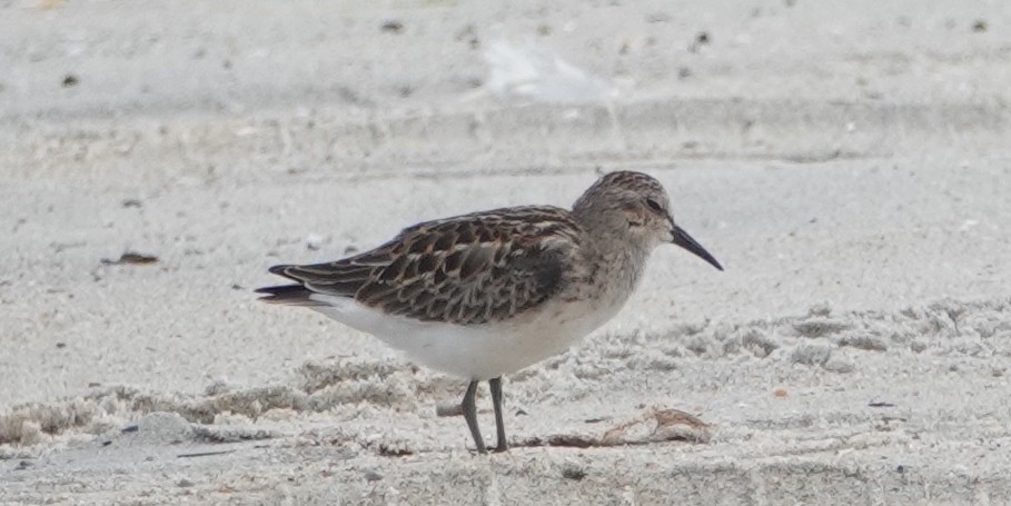 Least Sandpiper - ML622851188