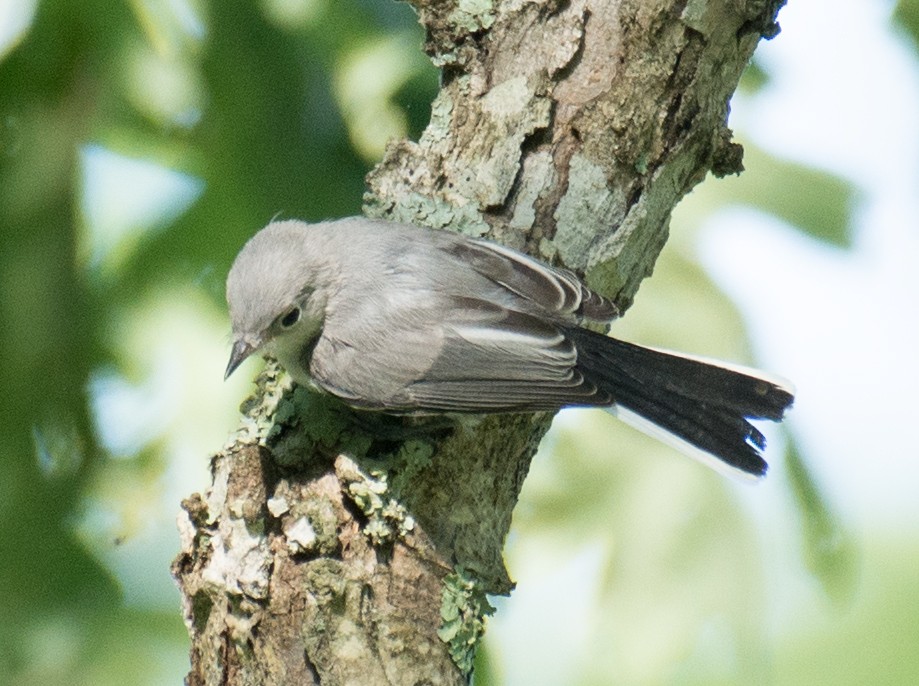 Blue-gray Gnatcatcher - ML62285121