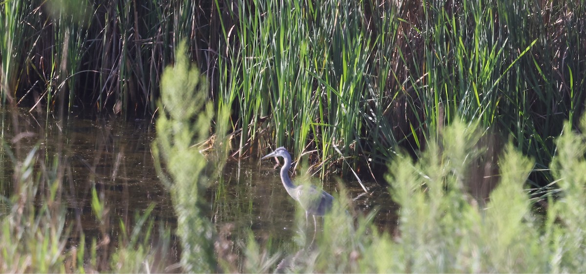 Great Blue Heron - Joe Gyekis