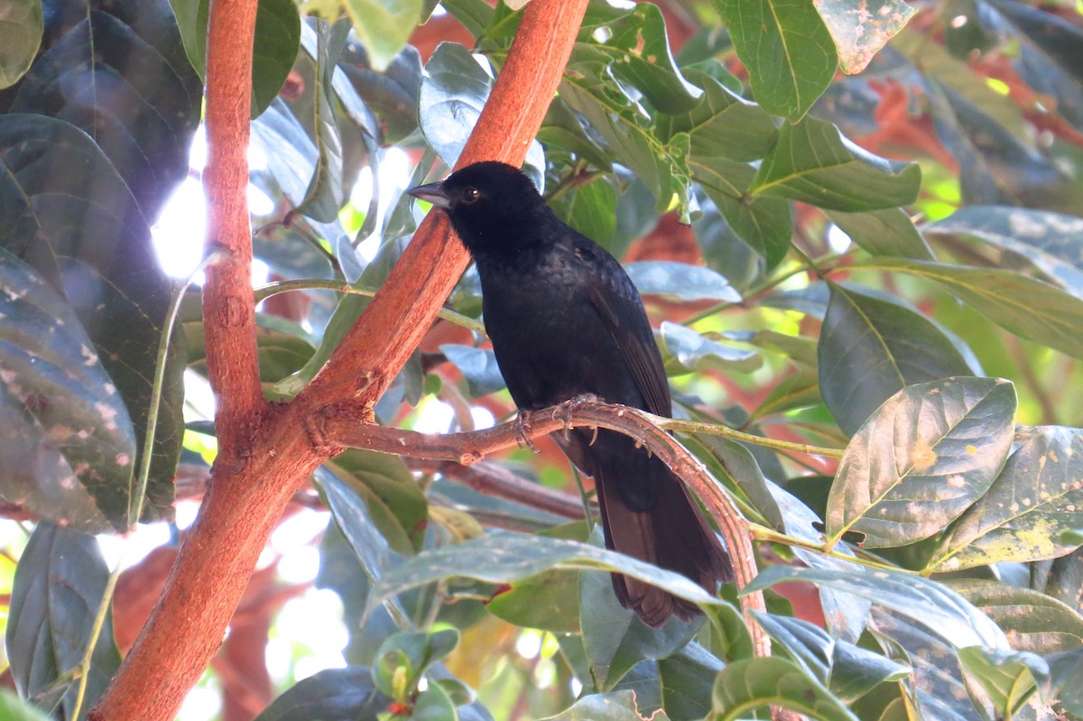 Ruby-crowned Tanager - Cristiane Bolochio Cris