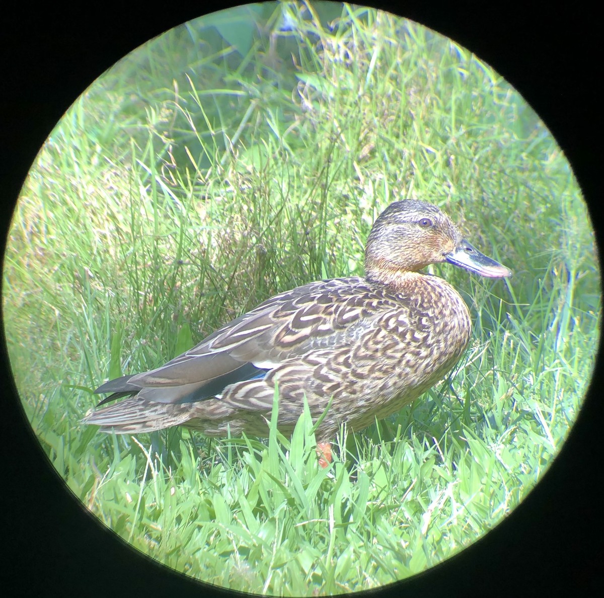 Canard des Hawaï - ML622851555